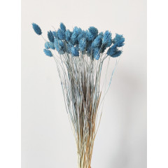 Kanariegræs - Isblå