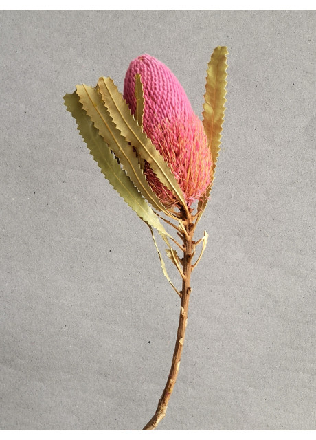 Banksia - Pink