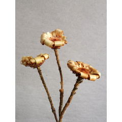 Protea Neriifolia  - Cream