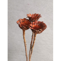 Protea Obtusifolia - Orange