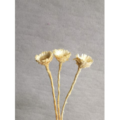 Protea Compacta  - Hvid