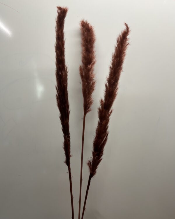 Mini pampas - mørk brun - 3 stk.