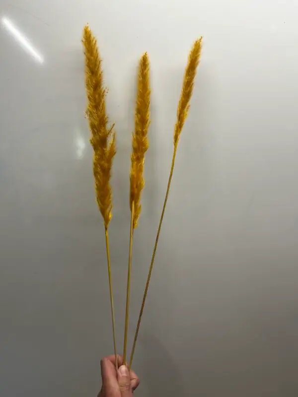 Mini pampas - honey - 3 stk.