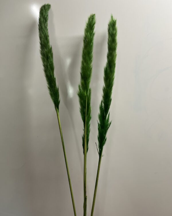 Mini pampas - Grøn - 3 stk