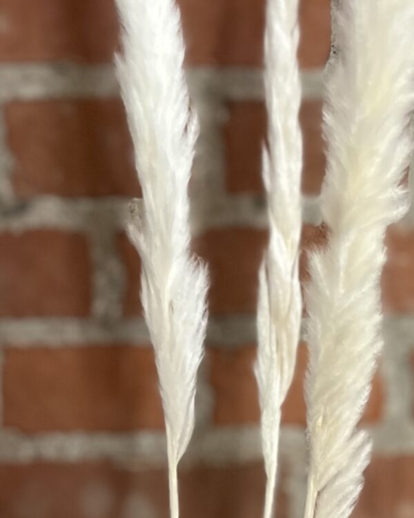 Mini pampas - hvid - 3 stk. - Image 2