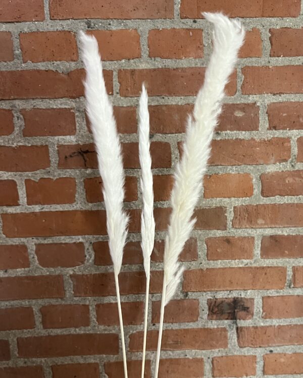 Mini pampas - hvid - 3 stk.